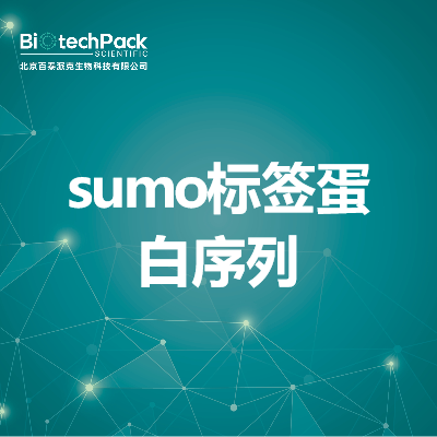 sumo标签蛋白序列