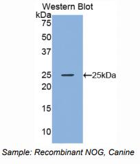 犬头蛋白(NOG)多克隆抗体