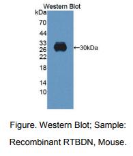 小鼠湿结合蛋白(RTBDN)多克隆抗体