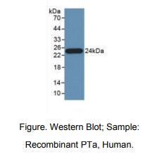 人胰腺特异转录因子1α(PTF1a)多克隆抗体