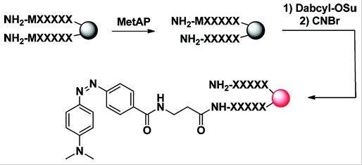 DABCYL SE 4-[4-(二甲基氨基)苯偶氮]苯甲酸 N-丁二酰亚胺酯 CAS 146998-31-4