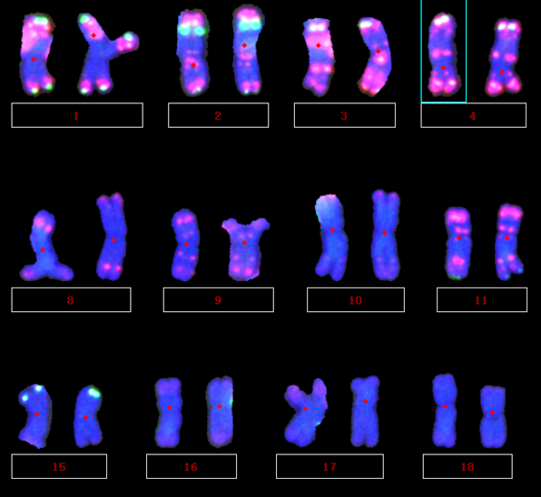 动植物染色体核型分析、动植物染色体核型荧光分析