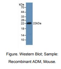 小鼠肾上腺髓质素(ADM)多克隆抗体