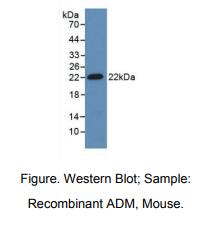 https://msimg.bioon.com/bionline/goods-no-pic.png