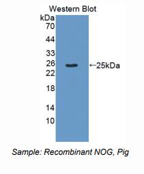 猪头蛋白(NOG)多克隆抗体