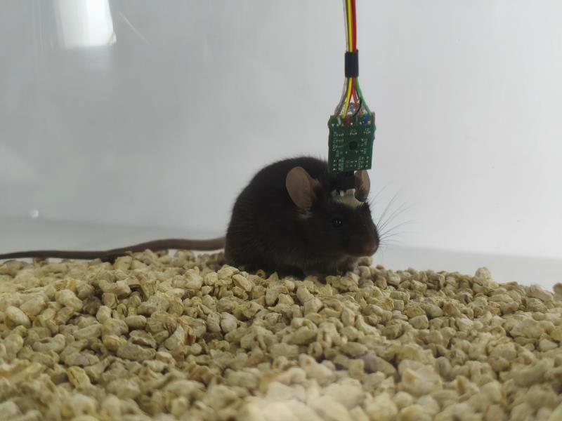 大.小鼠脑电肌电记录仪