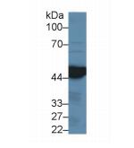人异柠檬酸脱氢酶1(IDH1)多克隆抗体