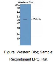 大鼠乳过氧化物酶(LPO)多克隆抗体
