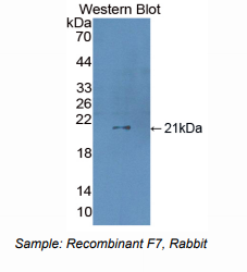 兔凝血因子Ⅶ(F7)多克隆抗体