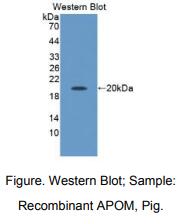 猪载脂蛋白M(APOM)多克隆抗体