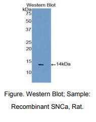 大鼠突触核蛋白α(SNCa)多克隆抗体