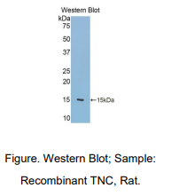 大鼠肌腱蛋白C(TNC)多克隆抗体