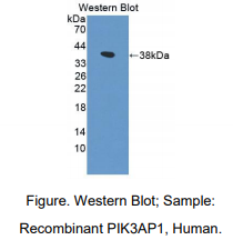 人磷酸肌醇-3-激酶衔接蛋白1(PIK3AP1)多克隆抗体