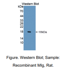 https://msimg.bioon.com/bionline/goods-no-pic.png