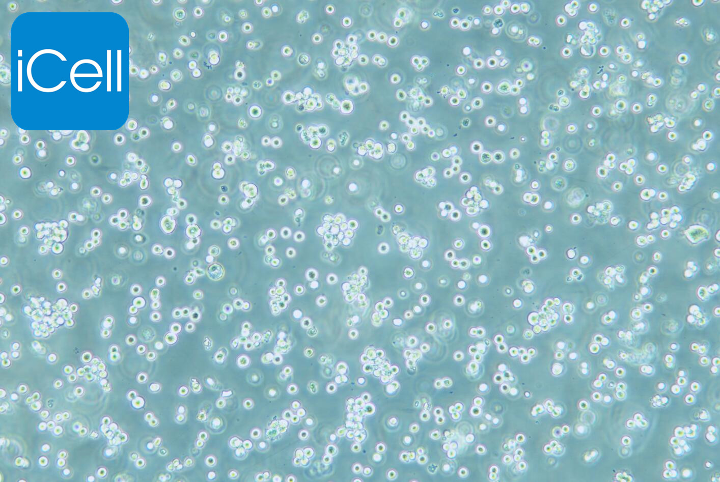 H22 小鼠肝癌细胞/STR鉴定