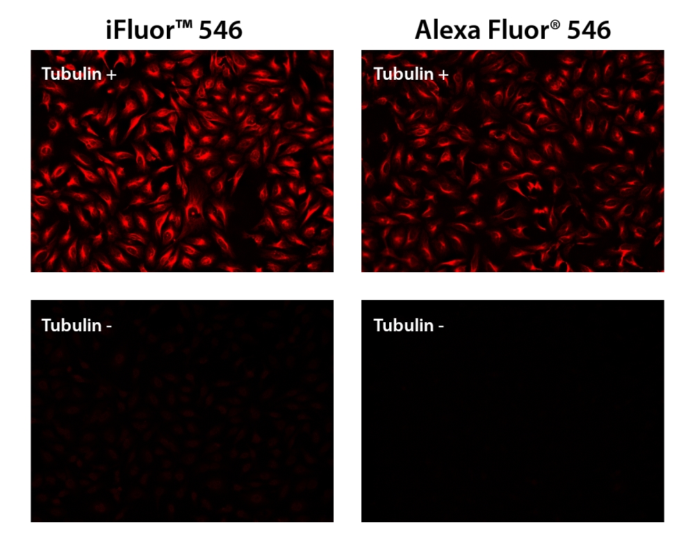 iFluor 546羊抗鼠免疫球蛋白(H+L)*交叉亲和 降低干扰*