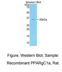大鼠过氧化物酶体增殖物激活受体γ辅激活因子1α(PPARgC1a)多克隆抗体