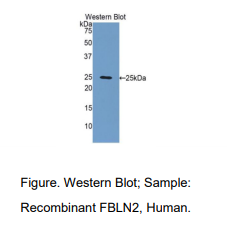 人衰老关键蛋白2(FBLN2)多克隆抗体