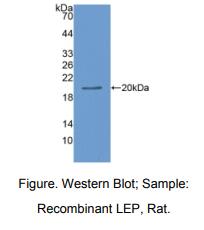 大鼠瘦素(LEP)多克隆抗体