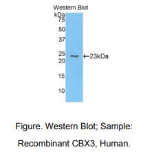 人染色框同源物3(CBX3)多克隆抗体