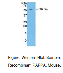 https://msimg.bioon.com/bionline/goods-no-pic.png