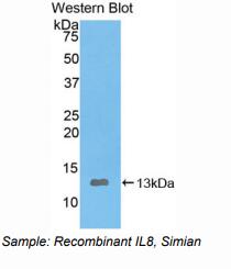 https://msimg.bioon.com/bionline/goods-no-pic.png