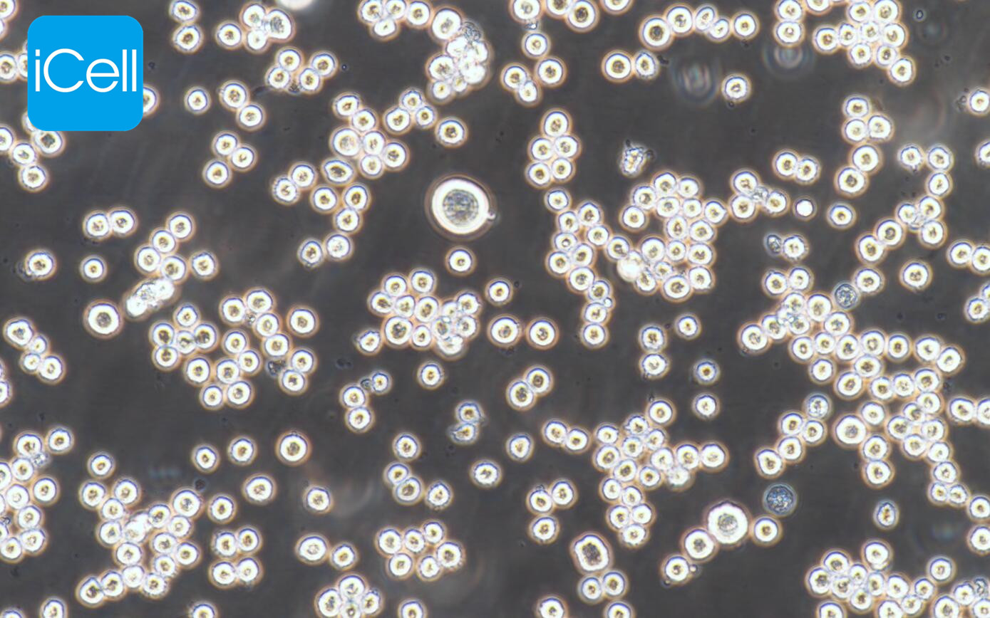 K562细胞/K-562细胞/K-562/K562/人慢性骨髓性白血病细胞系