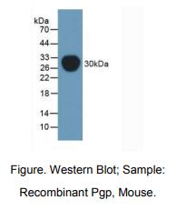 小鼠渗透性糖蛋白(Pgp)多克隆抗体