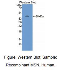 人膜突蛋白(MSN)多克隆抗体