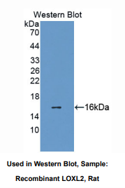 大鼠赖氨酰氧化酶样蛋白2(LOXL2)多克隆抗体