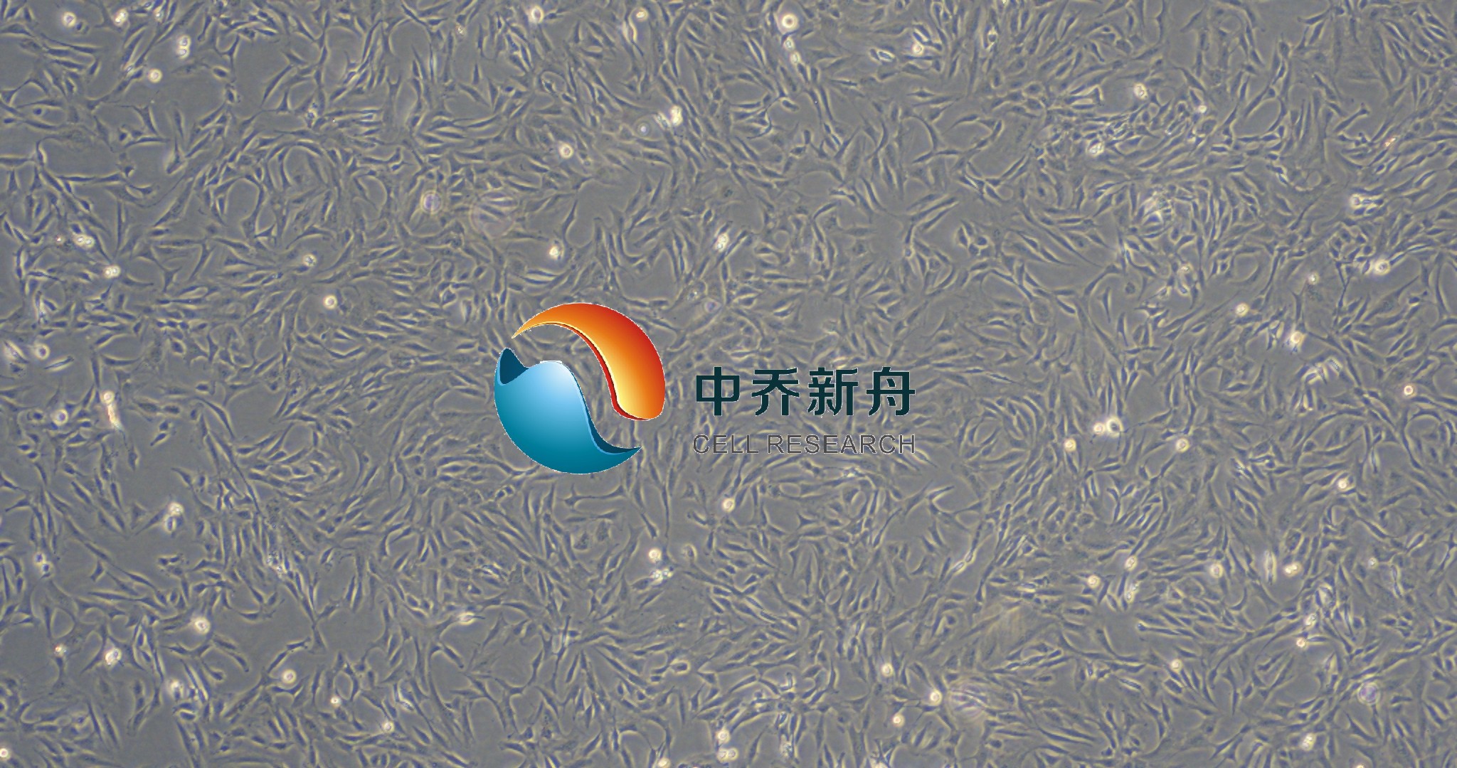 人软骨细胞-永生化
