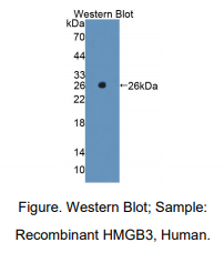 人高迁移率族框蛋白3(HMGB3)多克隆抗体