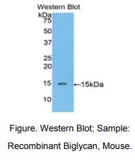 小鼠双糖链蛋白聚糖(BGN)多克隆抗体