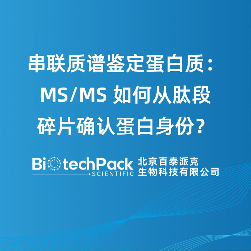 串联质谱鉴定蛋白质：MS/MS 如何从肽段碎片确认蛋白身份？