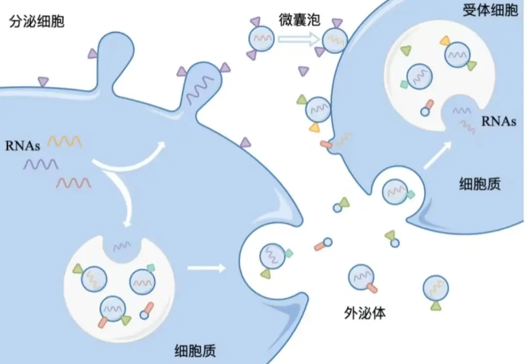 GMP级别免疫细胞外泌体 GMP级别CD8T 细胞外泌体 GMP级别CD4T 细胞外泌体 GMP级别CD4T 细胞外泌体