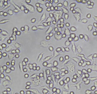 细胞缺氧培养实验