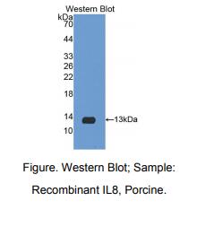 猪白介素8(IL8)多克隆抗体