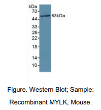 https://msimg.bioon.com/bionline/goods-no-pic.png