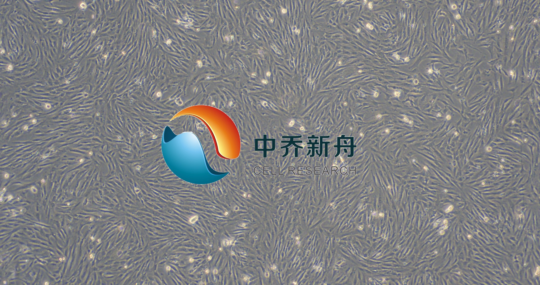 原代人输尿管成纤维细胞
