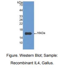 鸡白介素4(IL4)多克隆抗体