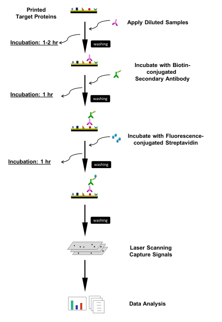 Lung Cancer IgA Autoantibody Array G1