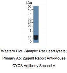 小鼠细胞色素C(CYCS)多克隆抗体