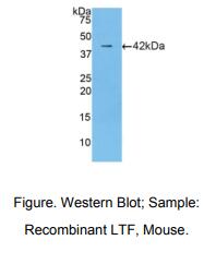 小鼠乳铁传递蛋白(LTF)多克隆抗体