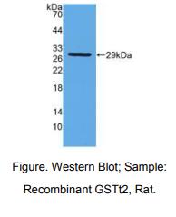 人糖脂转运蛋白(GLTP)多克隆抗体
