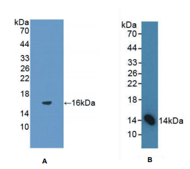 https://msimg.bioon.com/bionline/goods-no-pic.png