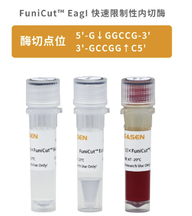 FuniCut EagI限制性内切酶