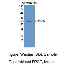 小鼠岩藻糖-1-磷酸鸟苷酰转移酶(FPGT)多克隆抗体