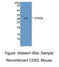 小鼠衰变加速因子(CD55)多克隆抗体