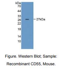 https://msimg.bioon.com/bionline/goods-no-pic.png