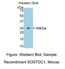 小鼠含硬化蛋白域蛋白1(SOSTDC1)多克隆抗体